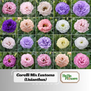 Corelli Mix Eustoma Lisianthus Seeds - Eustoma grandiflorum - Colorful Double Rose-Like Blooms - Long Blooming Cut Flower