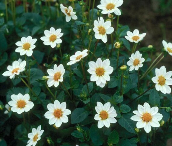 40 Rare Seeds Bambino Dahlia Seeds BUY 3 GET 1 FREE D012 | Etsy