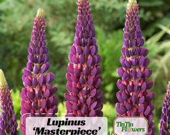 Masterpiece Lupine Seeds - Lupinus - bluebonnet - Authentic - Open-Pollinated - Heirloom - Flower - Mix Seeds to Plant