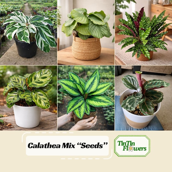 Calathea Mix Seeds – Beautiful Leaf Patterns – Tropical Indoor Houseplants – Assorted Foliage Varieties – Rare Exotic Plants