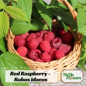 May include: A wicker basket filled with ripe red raspberries, surrounded by green leaves. The image includes text that reads "Red Raspberry - Rubus idaeus" and a logo for "TinTin Flowers".