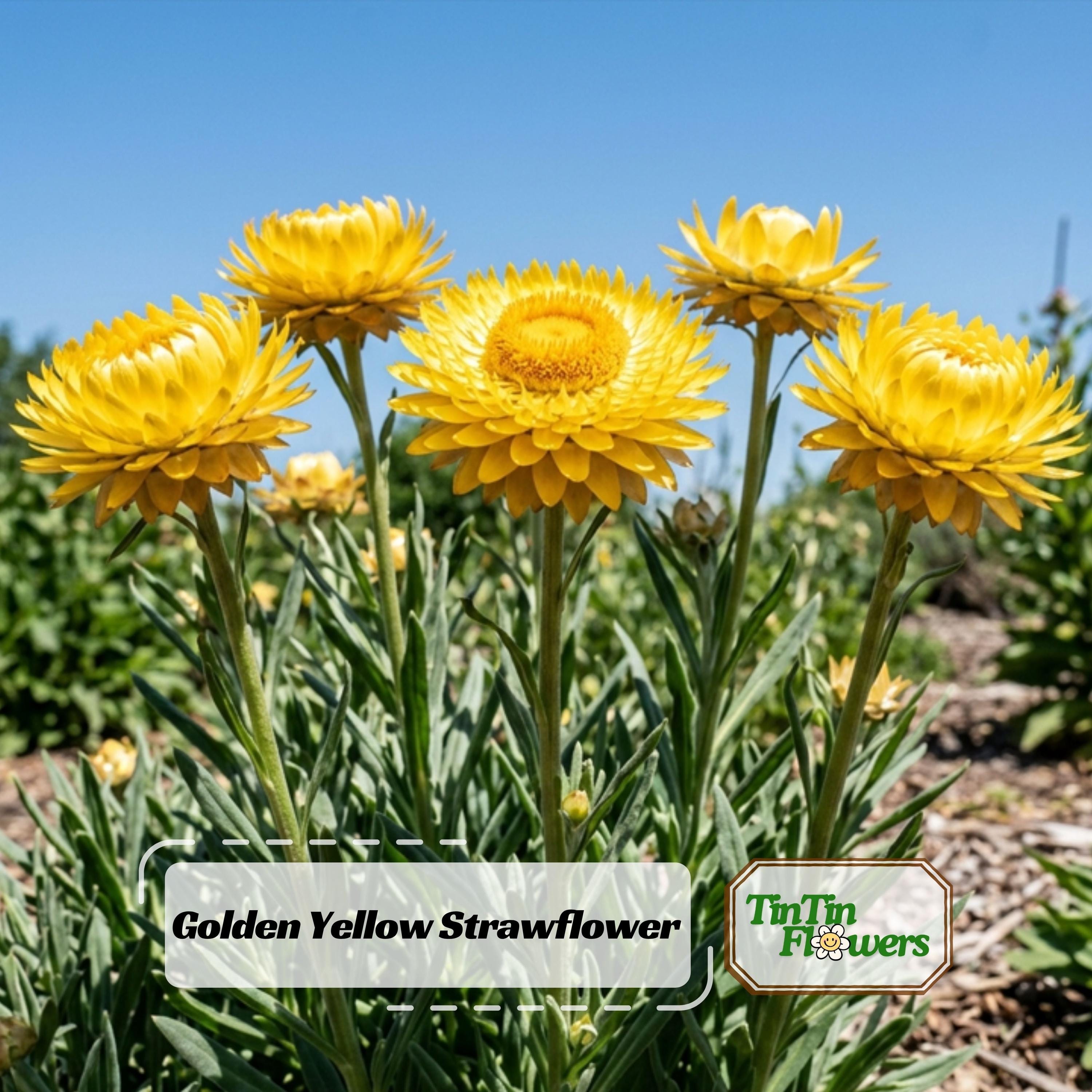 Strawflower Seeds-Golden Yellow-Perennial -Authentic Seeds-Flowers -. Non GMO-Mix Seeds for Plant