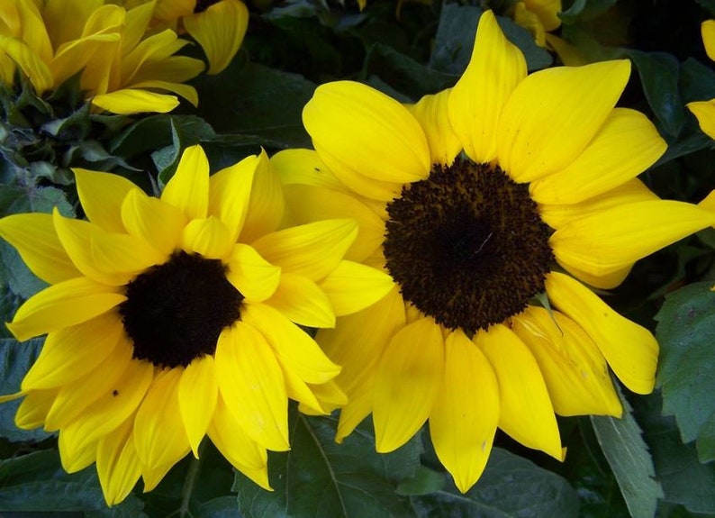 25 Seedsyellow Dwarf Sunflower Seeds perennial authentic Etsy