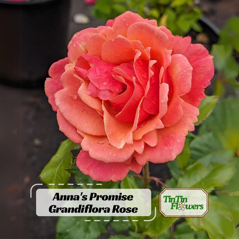 TinTinTinFlowers Anna's Promise Rose Seeds - Thumbnail 3