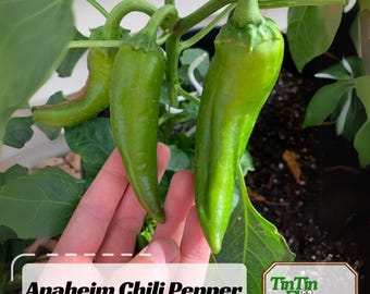 Anaheim Chili Pepper Seeds – Heirloom Mild Variety – Non GMO – Capsicum annuum – 30 Seeds – Great for Roasting & Mexican Dishes - 6038