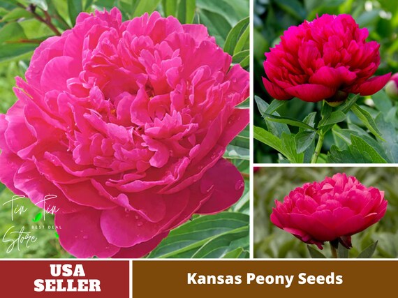 10 Rare Seeds Pink Kansas Peony Seeds perennial authentic Seeds-flowers  organic. Non GMO vegetable Seeds-mix Seeds for Plant-b3g1b038 