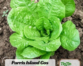 500s| Parris Island Cos Romaine Lettuce Seeds – Heirloom Organic Non-GMO Cos Lettuce, Crisp Sweet Salad Greens, High Yield Garden Seeds#6042