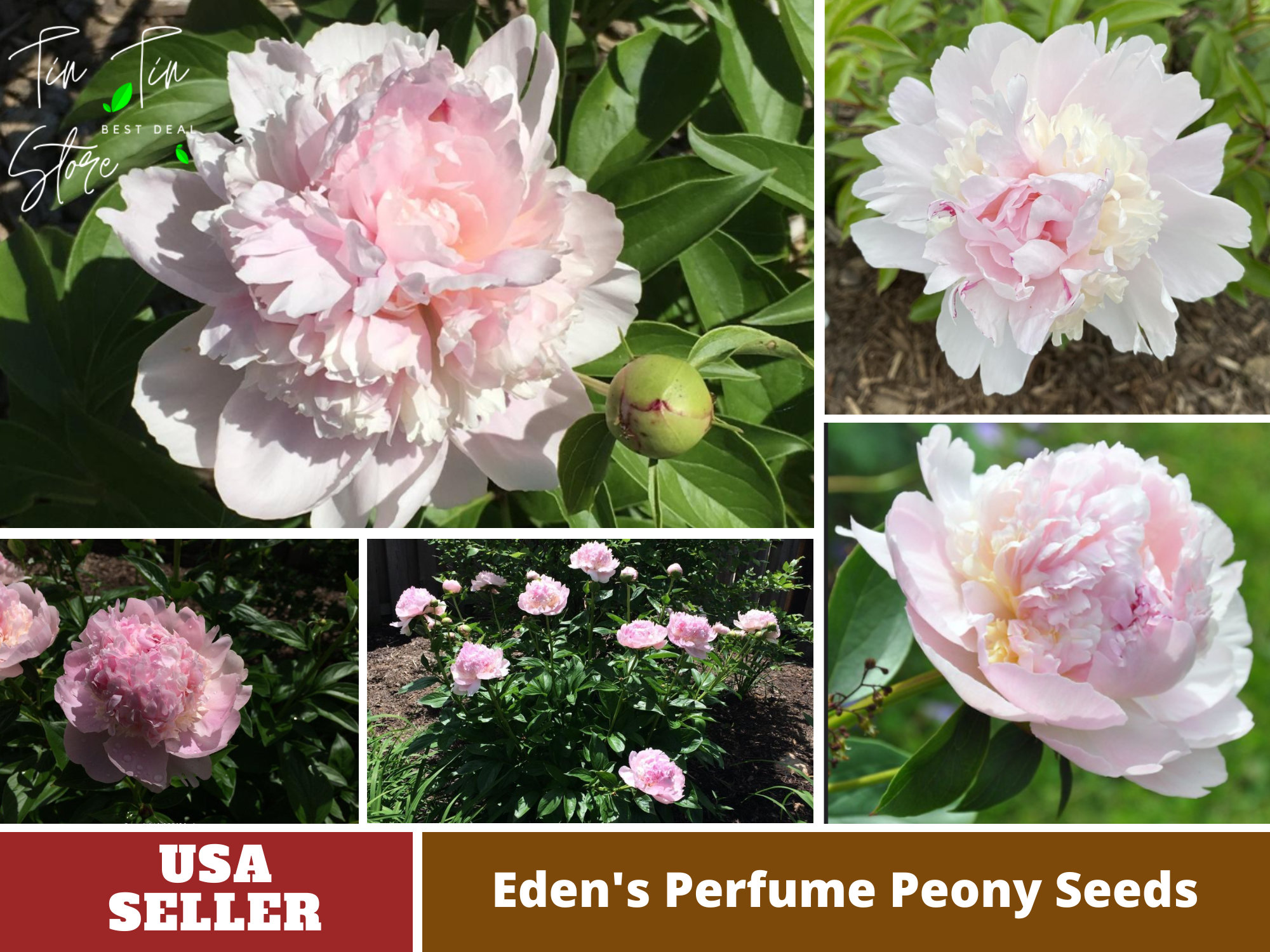 10 Rare Seeds Eden's Perfume Peony Seeds perennial authentic flowers  organic. Non GMO vegetable Seeds-mix Seeds for Plant-b3g1b044 -  Finland