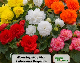 Nonstop Joy Mix Tuberous Begonia Seeds - Begonia tuberosa - Vibrant Double Blooms - Shade Loving Hanging Basket & Container Plant