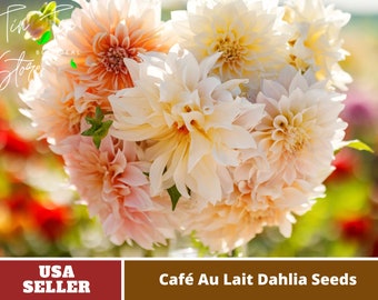 Café Au Lait Dahlia Seeds-Perennial -Authentic Seeds-Flowers -Organic. Non GMO -Vegetable Seeds-Mix Seeds for Plant-B3G1#D026