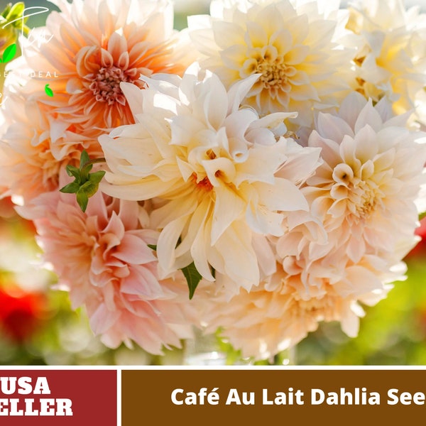 Café Au Lait Dahlia Seeds-Perennial -Authentic Seeds-Flowers -Organic. Non GMO -Vegetable Seeds-Mix Seeds for Plant-B3G1#D026