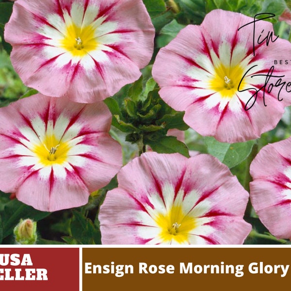 Ensign Rose Morning Glory Seeds -Authentic Seeds-Flowers-Organic -Herb seeds-Vegetable Seeds-Mix Seeds for Plant-B3G1 #F006.