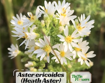Ericoides (Heath Aster) Aster Seeds - Callistephus Chinensis - Asteraceae-Seed for Flower Gardens & Pollinator Butterflies