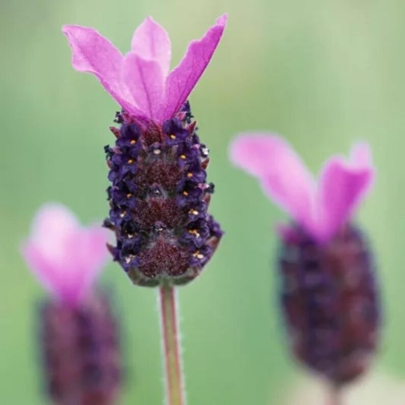 Pode incluir: Close-up de flores de lavanda roxa com p&eacute;talas cor-de-rosa. As flores est&atilde;o em flor e t&ecirc;m um aroma delicado e fragrante.