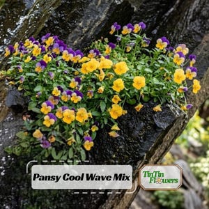May include: A cluster of Pansy Cool Wave Mix flowers featuring vibrant yellow and purple petals with green foliage, growing against a dark, textured rock surface. The image includes text reading Pansy Cool Wave Mix and TinTin Flowers.