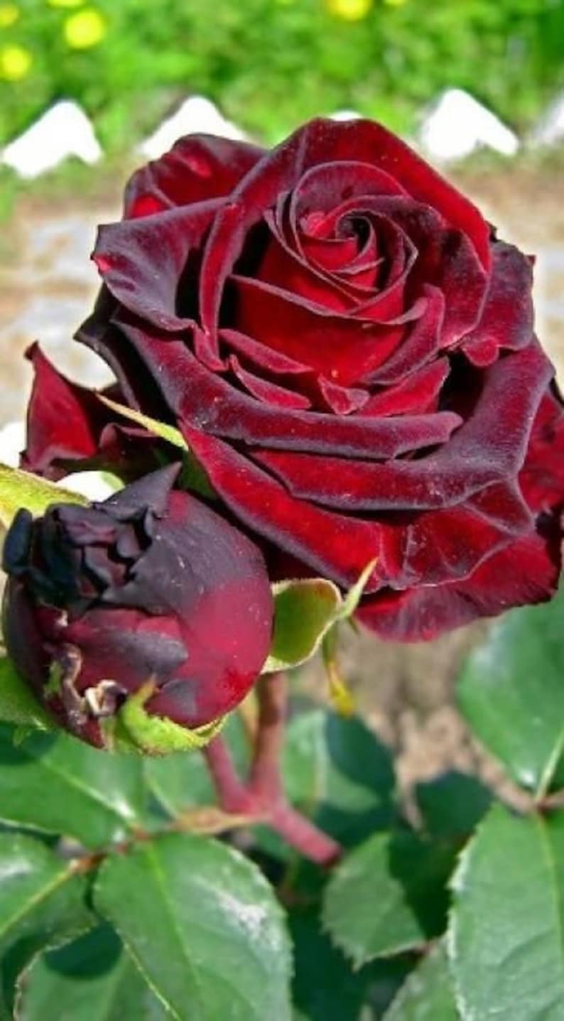 30 Seeds Black Magic Hybrid Tea Rose Seeds perennial Etsy