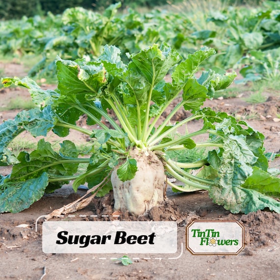 Sugar Beet Seeds – Heirloom Root Vegetable – Sweet and Nutritious – High Yield – Easy to Grow for Garden and Farm