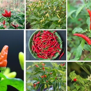 Puede incluir: Un collage de im&aacute;genes que muestran chiles rojos creciendo en plantas y en un taz&oacute;n. Los chiles son de varios tonos de rojo y algunos todav&iacute;a est&aacute;n verdes. Las plantas tienen hojas verdes y algunas tienen flores blancas.