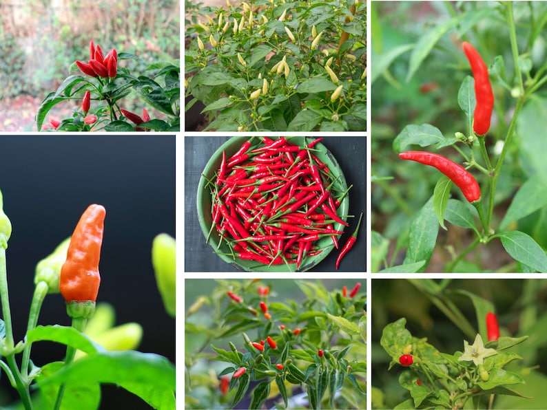 Puede incluir: Un collage de im&aacute;genes que muestran chiles rojos creciendo en plantas y en un taz&oacute;n. Los chiles son de varios tonos de rojo y algunos todav&iacute;a est&aacute;n verdes. Las plantas tienen hojas verdes y algunas tienen flores blancas.
