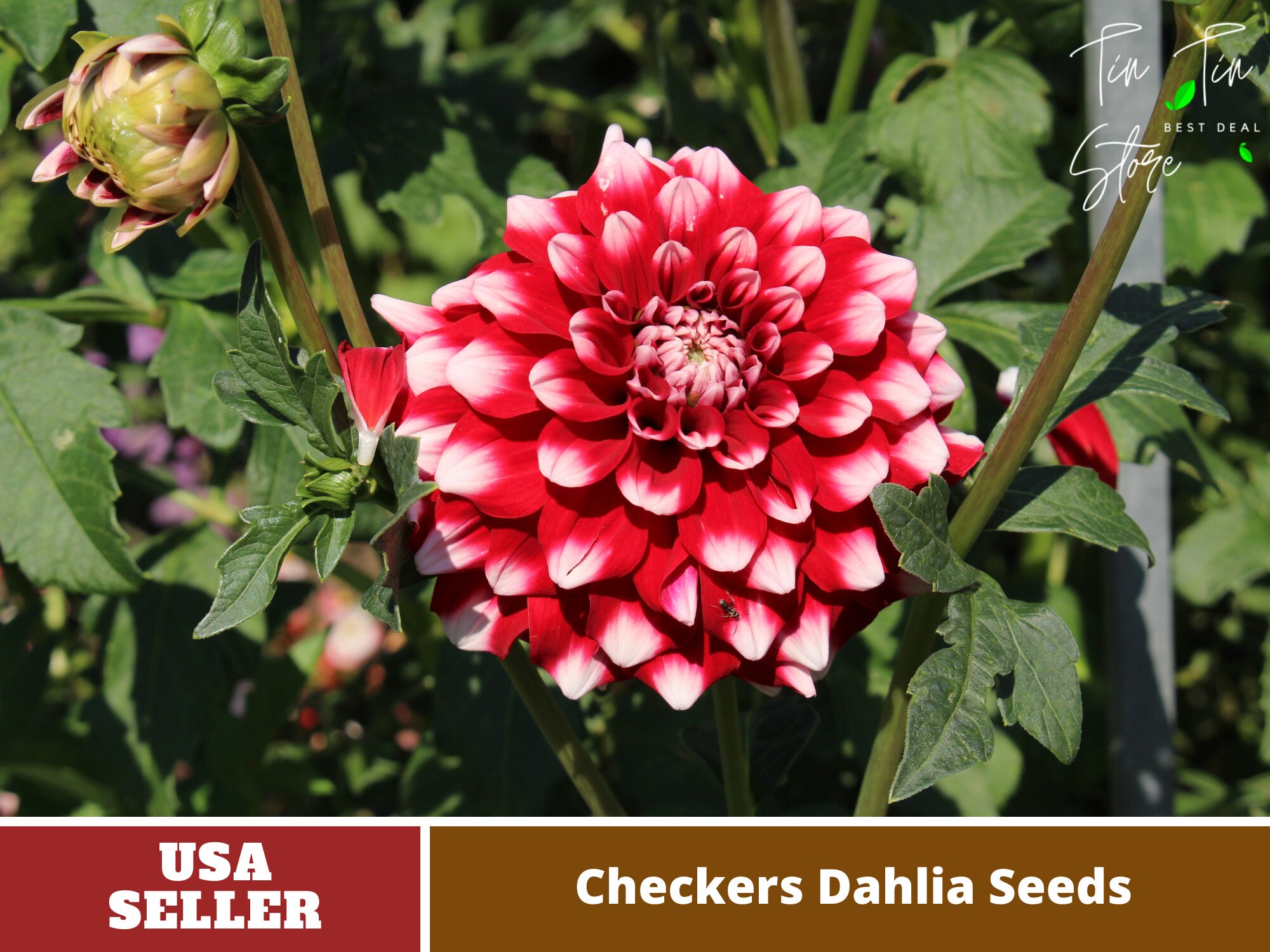 40 Seeds Checkers Dahlia Seedsperennial authentic Etsy