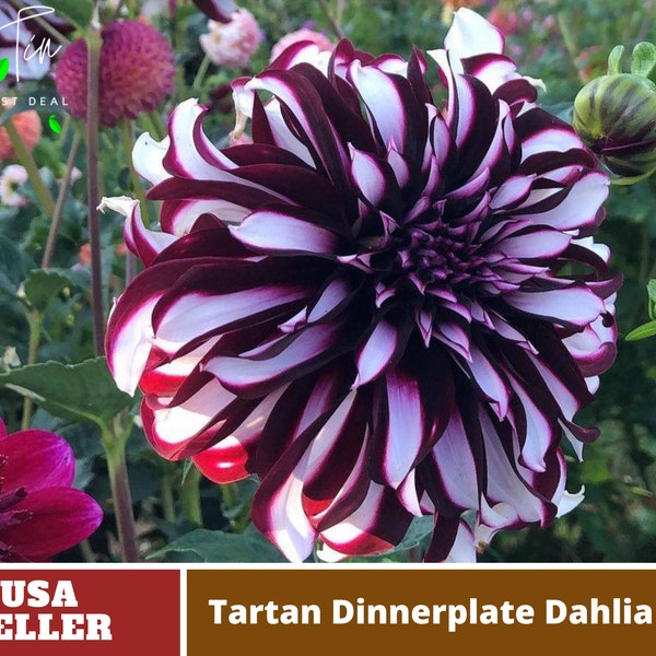 Tartan Dinnerplate Dahlia Seeds - Perennial -Authentic Seeds-Flowers -Organic. Non GMO-Mix Seeds for Plant-B3G1#D035