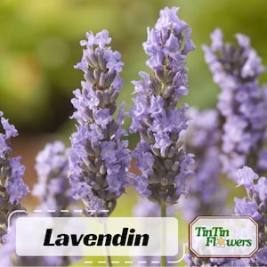 100s|Lavendin Seeds - Perennial - Authentic Seeds - Cold Resistant - Self-Pollinating - Plant In 3 Seasons - . #C003