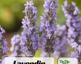 May include: Close-up of lavender flowers in full bloom, showcasing their vibrant purple color. The image features the word "Lavendin" in a white rectangle, with the "TinTin Flowers" logo in the corner. The flowers are in focus, with a blurred green background.
