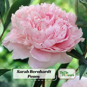 Sarah Bernhardt Peony Seeds -Paeonia - Attract butterflies - Open-Pollinated -  - Heirloom