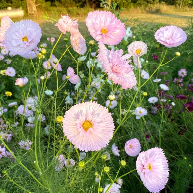 May include: A cluster of light pink cosmos flowers with ruffled petals and bright yellow centers, growing on thin green stems amidst a field of green foliage and smaller, partially bloomed buds under soft natural sunlight.