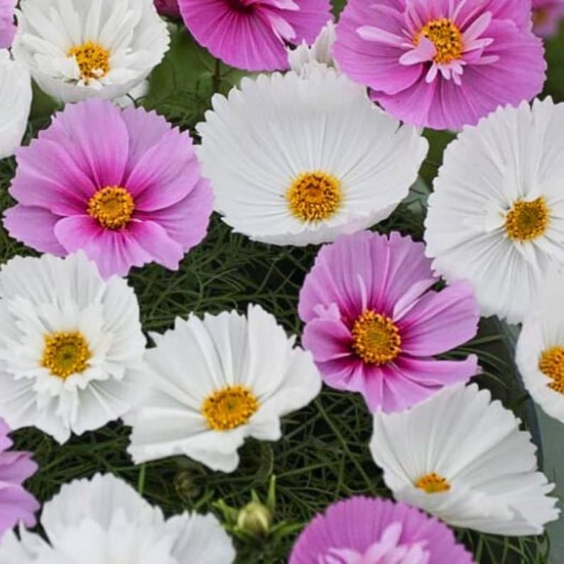 May include: A cluster of cosmos flowers featuring a mix of bright white and vibrant pink petals. Each flower has a prominent, textured yellow center surrounded by delicate, flat, rounded petals. The thin, green, needle-like foliage is visible.