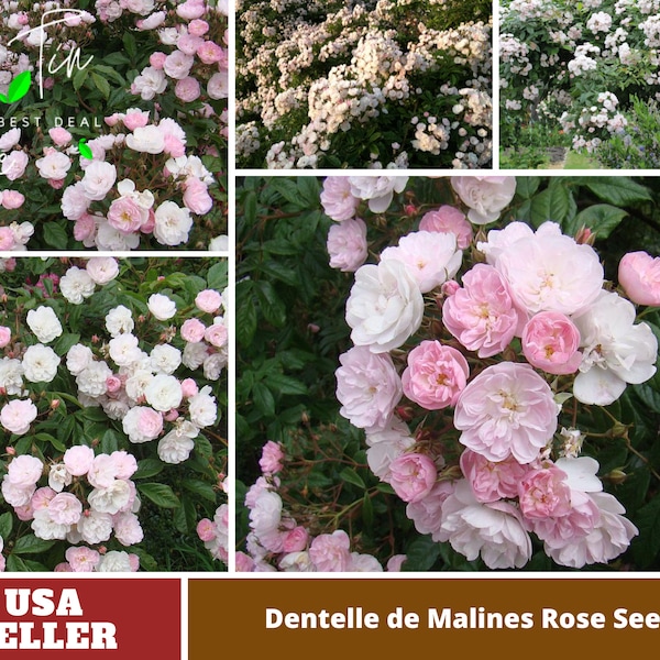 Dentelle de Malines Rose Seeds-Perennial -Authentic Seeds-Flowers -Organic. Non GMO-Mix Seeds for Plant-B3G1 #1187