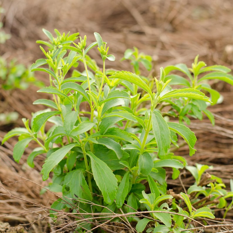 May include: A close-up shot of a stevia plant with vibrant green leaves and stems. The plant is surrounded by dry, brown foliage, creating a natural backdrop. The leaves are oval-shaped and arranged along the stems, showcasing the plant's fresh, healthy appearance.