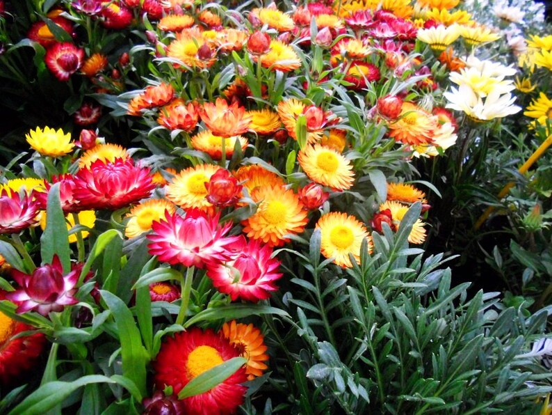 100 Seedsstrawflower dwarf Seedstom Thumb Mix Etsy