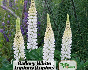 Gallery White Lupinus (Lupine) Seeds - bluebonnet - Native Wildflower Gardening Plant Seed for Pollinator Bees & Butterflies