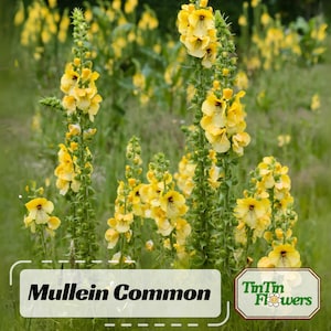Mullein Common Seeds- Authentic Seeds Flower seeds~ Vegetable ~ Garden Seeds ~ Natural Seeds-Seed packets. #6047