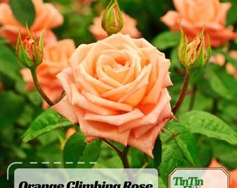 30 Seeds | Orange Climbing Rose Seeds- Perennial -Authentic Seeds-Flowers -Organic. Non GMO-Vegetable Seeds-Mix Seeds for Plant-.#1105