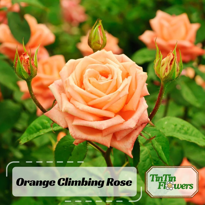 Climbing Rose - Etsy