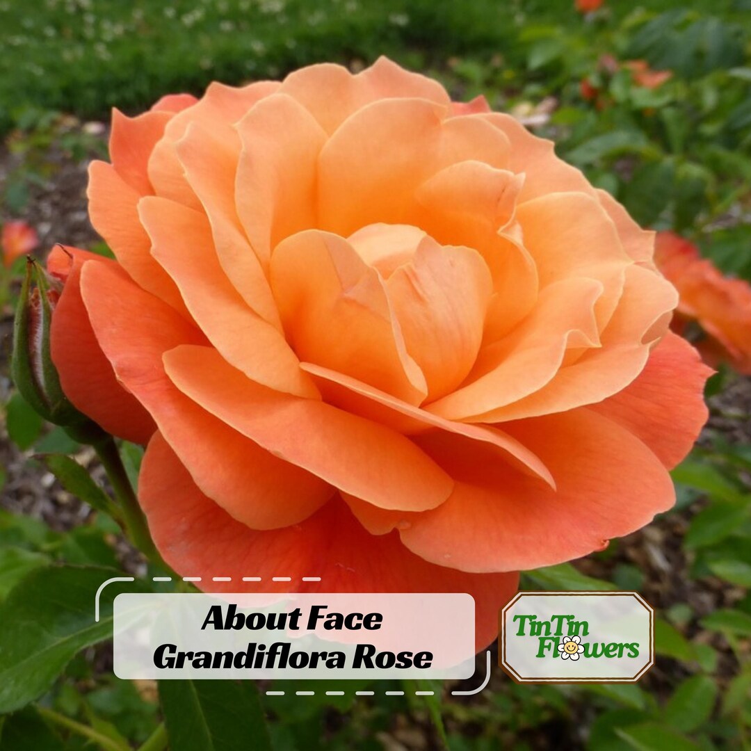 30+ Orange About Face Rosa Grandiflora Rose Seeds - Fragrant Flower ...