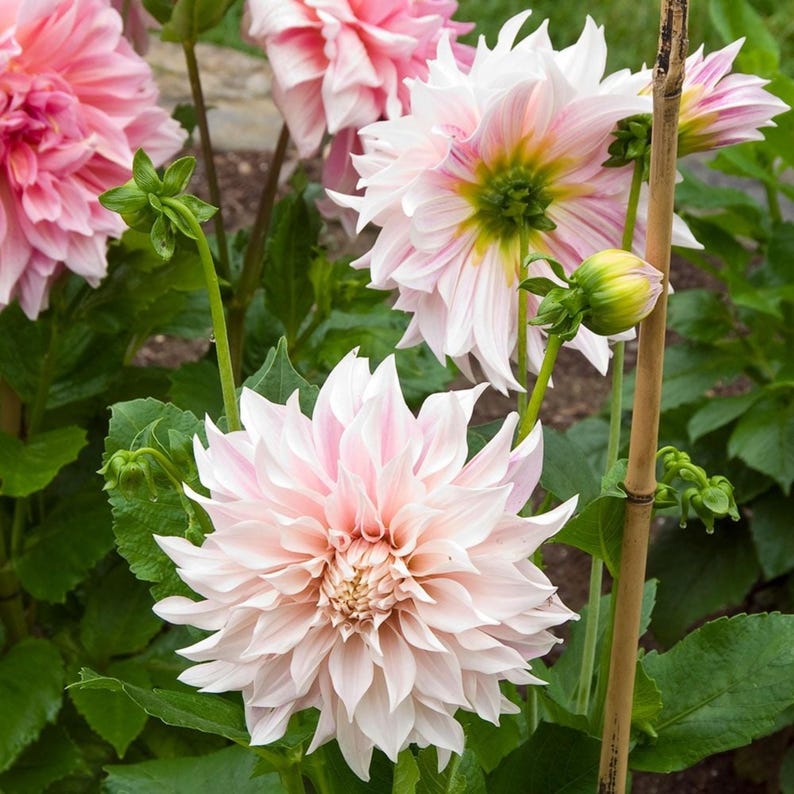 TinTinTinFlowers Café Au Lait Dahlia Seeds - Thumbnail 5