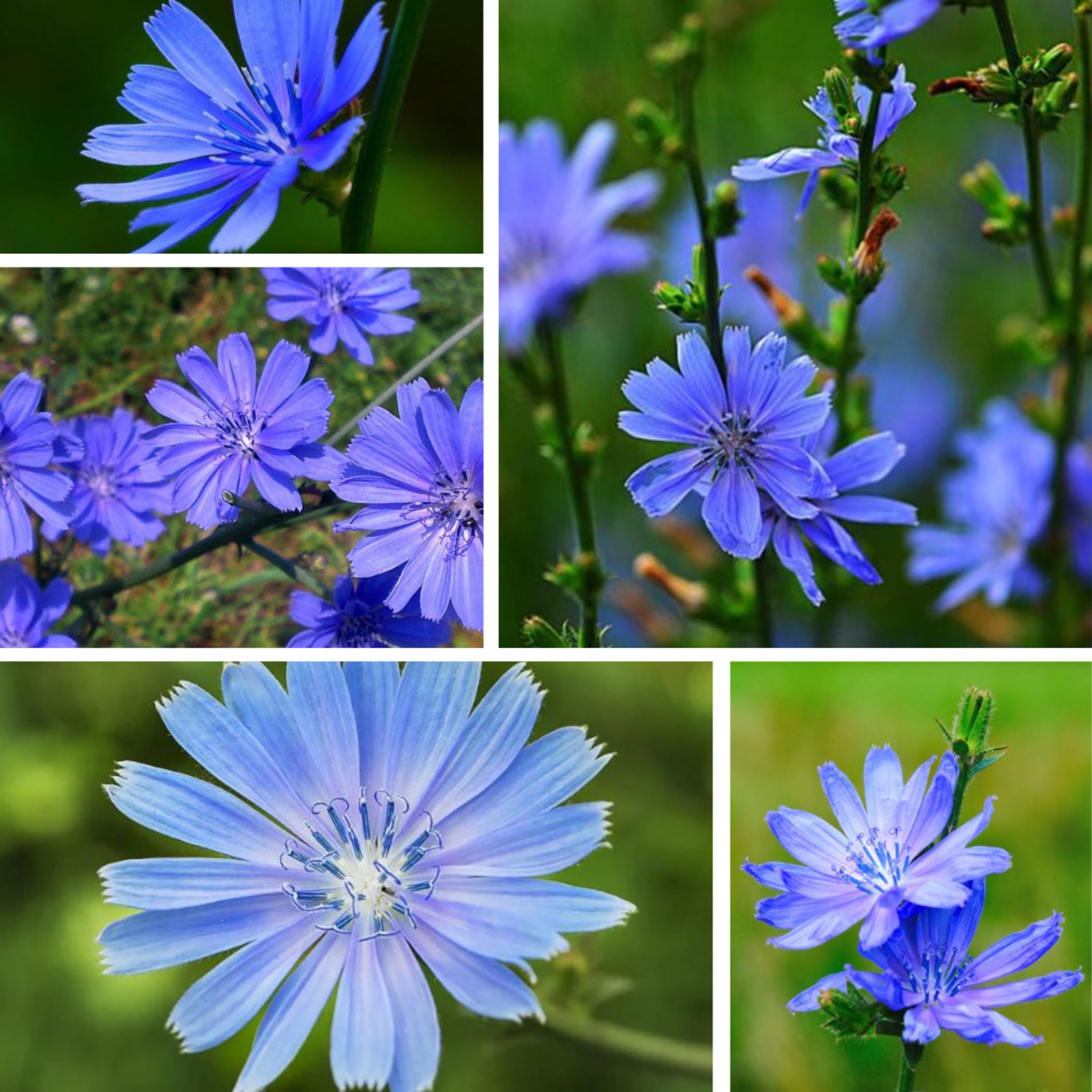 25 Chicory Seeds - Cichorium Intybus- Wildflower – Heirloom