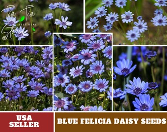 Blues Blue Perennial  Daisy Seeds -Authentic Seeds-Flowers -Organic. Non GMO -Vegetable Seeds-Mix Seeds for Plant-B3G1#N004