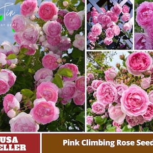 Pink Climbing Rose Seeds-Perennial -Authentic Seeds-Flowers -Organic. Non GMO -Vegetable Seeds-Mix Seeds for Plant-B3G1 #1108
