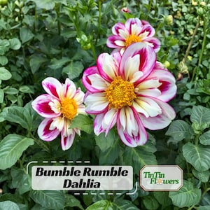40+  Bumble Rumble Dahlia Seeds - Pollinator Friendly- Open Pollinated - Heirloom - Flower Seeds - Mix Seeds to Plant #D023.