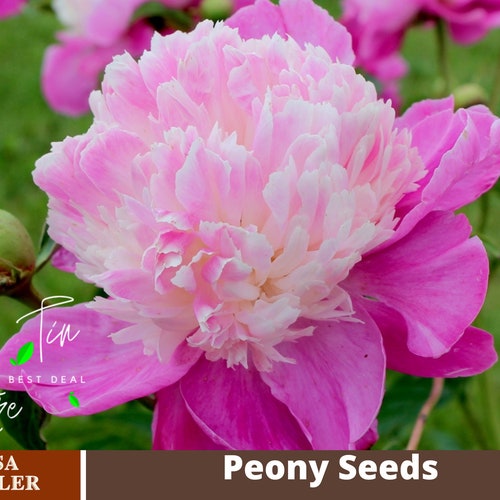 10 Rare Seeds Black Beauty Peony Seeds B032 BUY 3 GET 1 Etsy