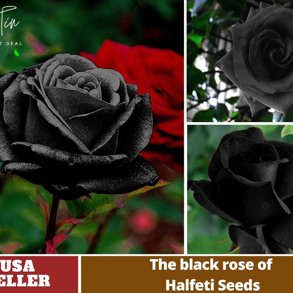 Black Rose Seeds Perennial -Authentic Seeds-Flowers -Organic. Non GMO -Vegetable Seeds-Mix Seeds for Plant-B3G1#1052.