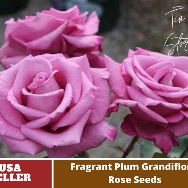 Purple Fragrant Plum Grandiflora Rose Seeds -Perennial- Authentic Seeds-Flowers -Organic. Non GMO -Seeds for Plant-B3G1#1030.