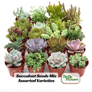 May include: A white ceramic mug with a black handle and the text "But First, Coffee" in a bold, black font. The mug is set against a blurred background, highlighting its clean design.