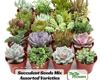 May include: A collection of sixteen assorted succulents in individual brown plastic pots. The plants feature various shapes, textures, and shades of green, purple, and pink. Text on the image reads: Succulent Seeds Mix Assorted Varieties and TinTin Flowers.