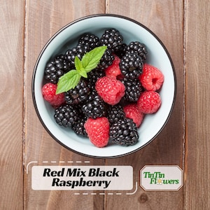 May include: A light blue bowl filled with a mix of fresh black blackberries and bright red raspberries, topped with a single green mint leaf. The text Red Mix Black Raspberry and the logo TinTin Flowers are visible in the lower corner.