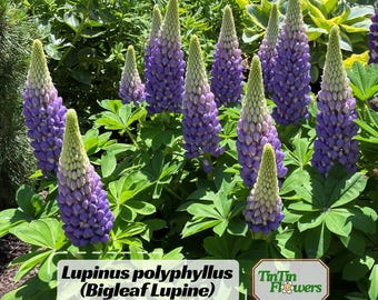 Mix Lupinus polyphyllus (Bigleaf Lupine) Seeds- Bluebonnet- Lupin-Heirloom Flower - Native Wildflower - Pollinator Friendly